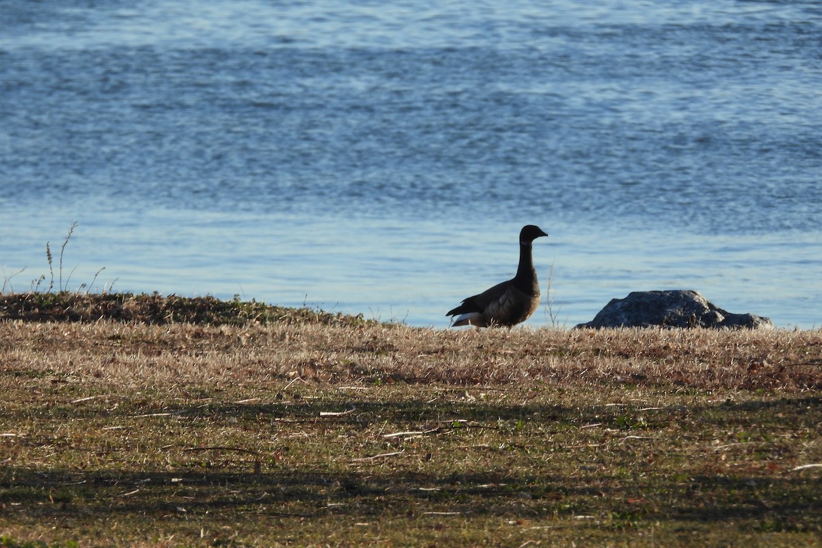 Barnacla Carinegra - ML647229030