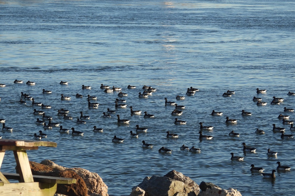 Barnacla Carinegra - ML647229031