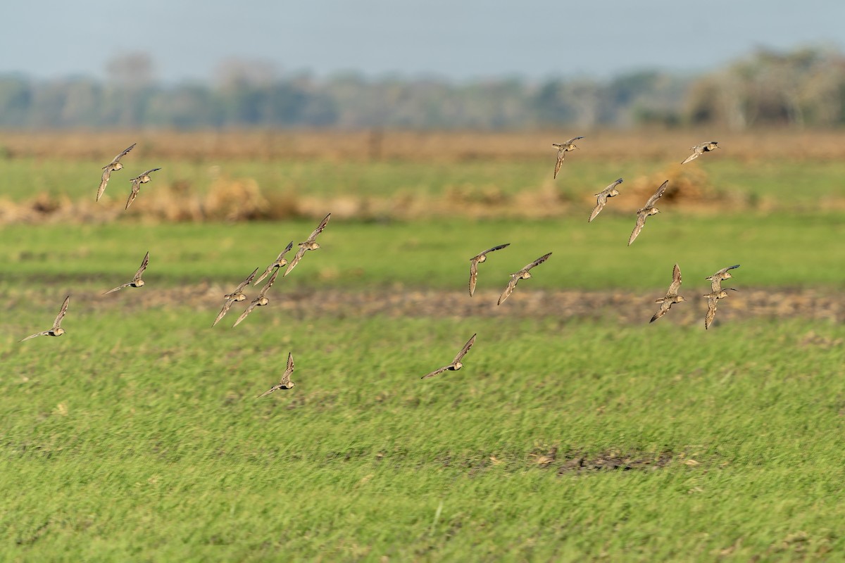 Correlimos Canelo - ML647229032