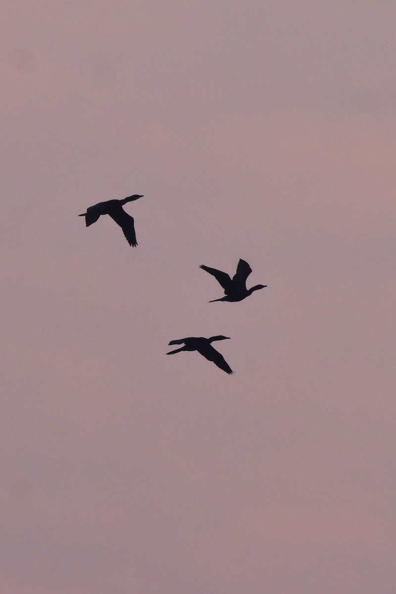 Cormorán de Java - ML647229041