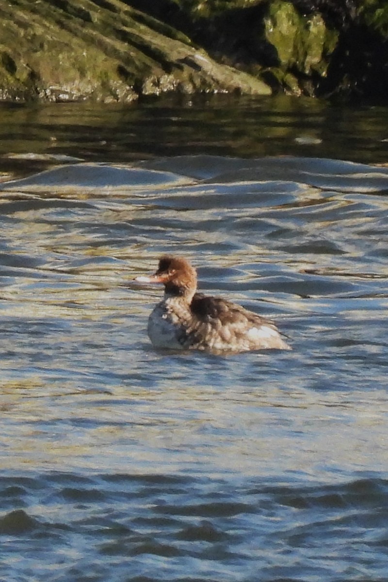 Serreta Mediana - ML647229043