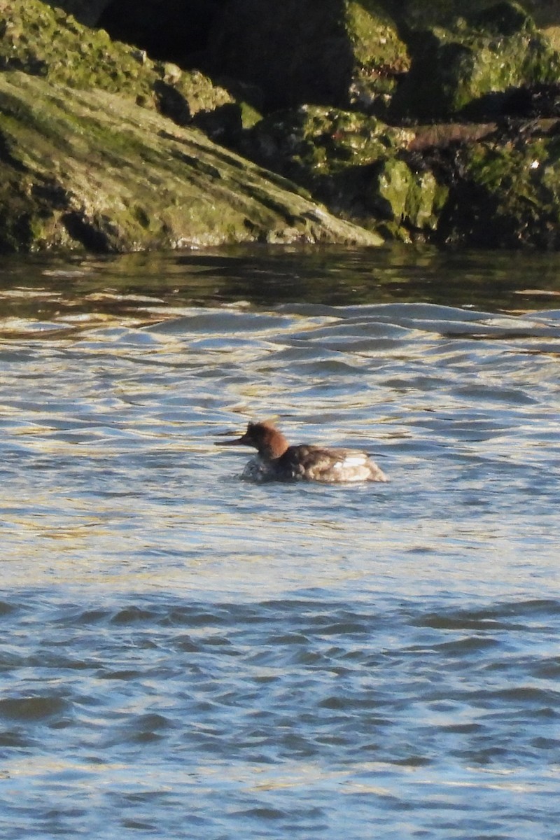 Serreta Mediana - ML647229044