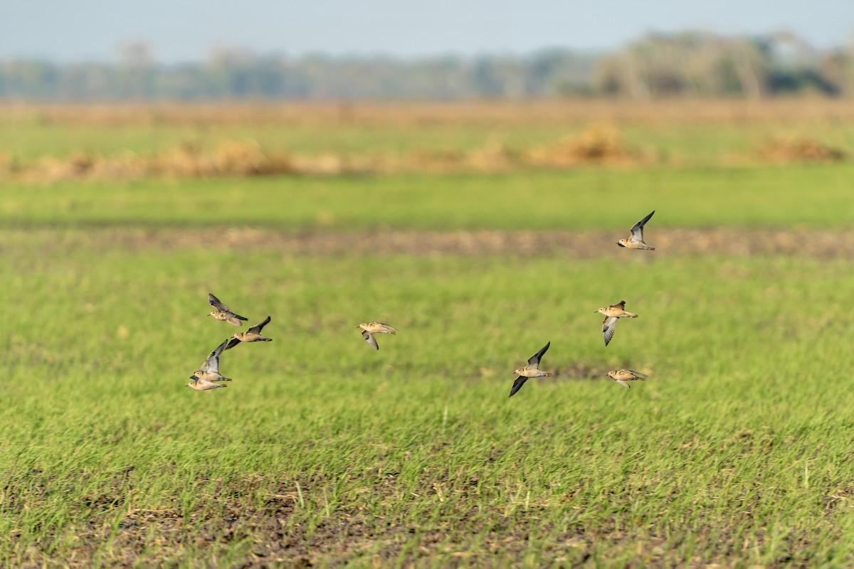 Correlimos Canelo - ML647229045