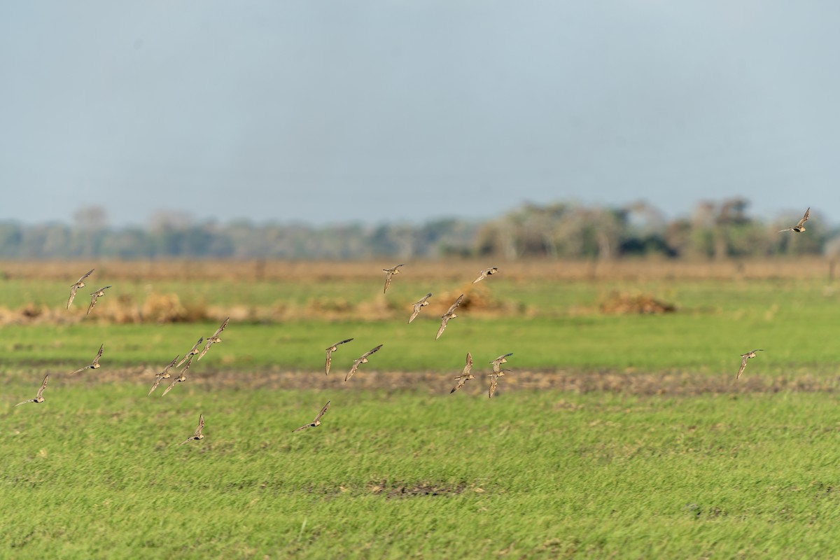 Correlimos Canelo - ML647229046