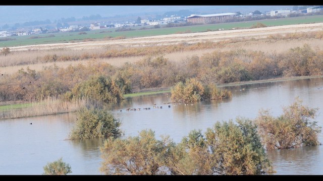 Greater White-fronted Goose - ML647229058