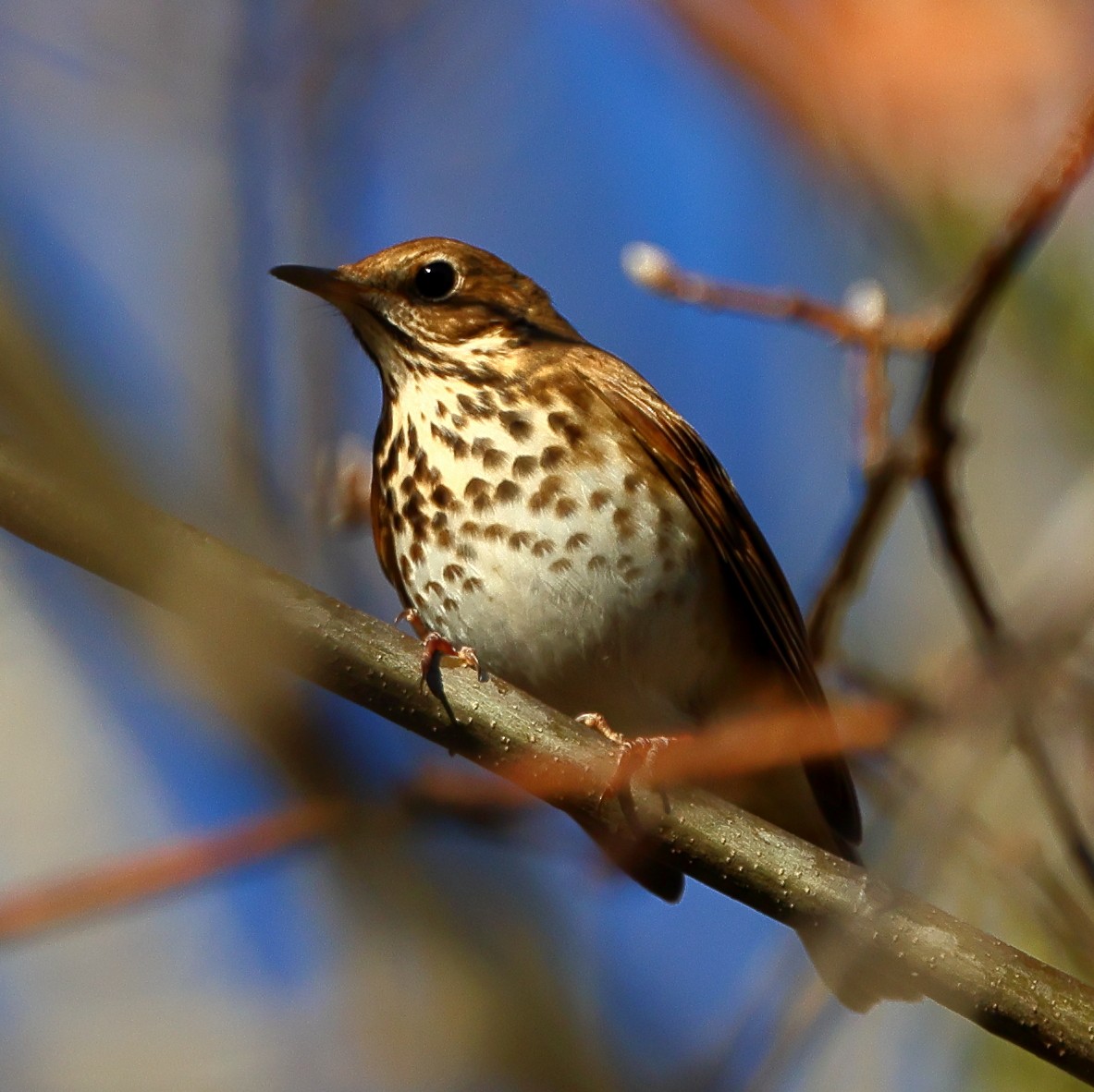 Hermit Thrush - ML647229061