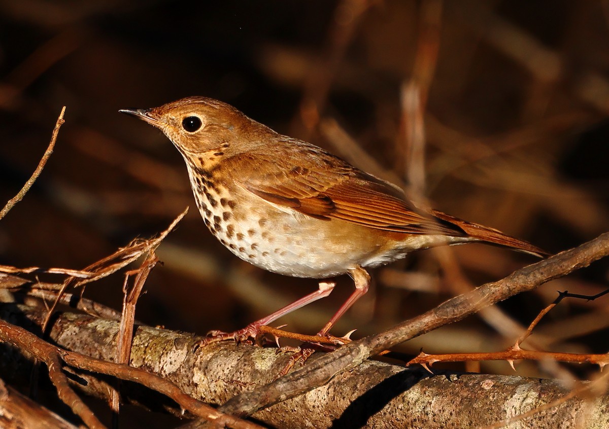 Hermit Thrush - ML647229062