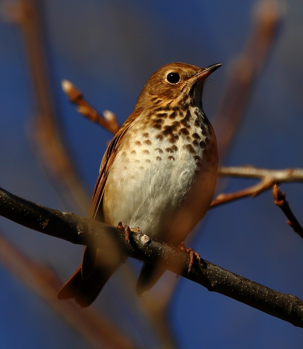 Hermit Thrush - ML647229063
