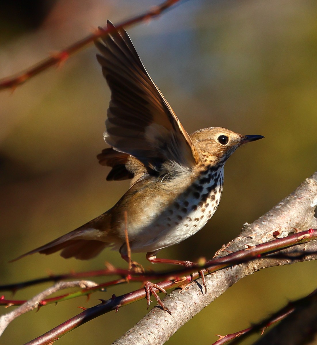 Hermit Thrush - ML647229064