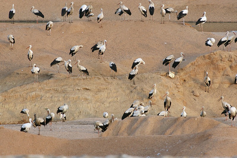 Cicogna bianca - ML647229076