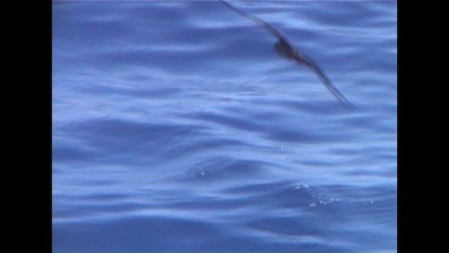 Клинохвостый буревестник - ML647229080