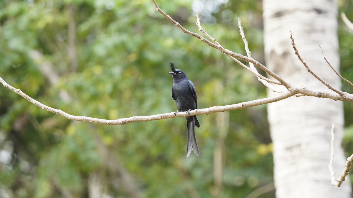 Crested Drongo - ML647229082