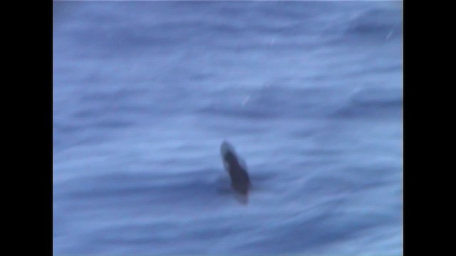 Клинохвостый буревестник - ML647229085