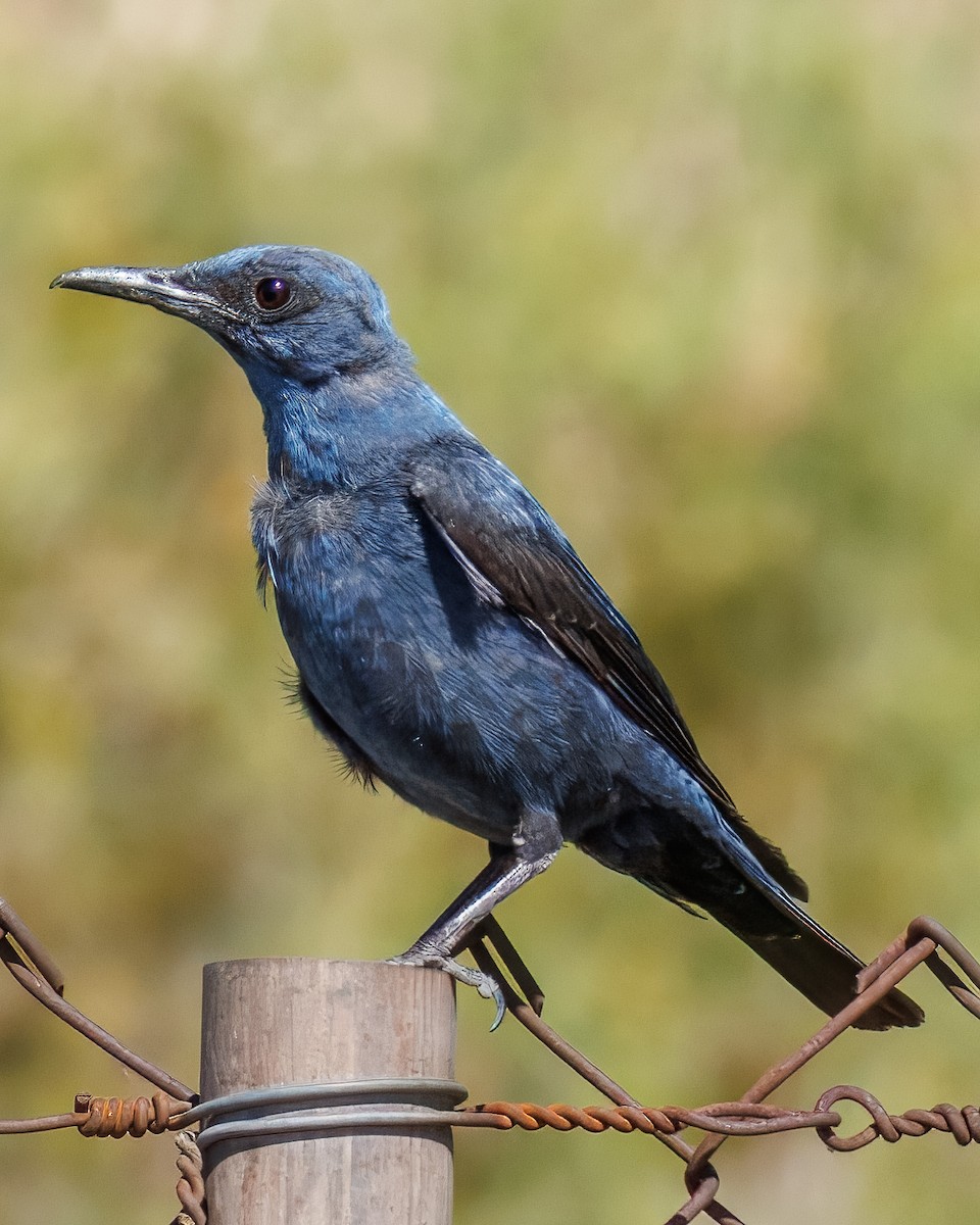 Harkaitz-zozo urdina - ML647229106