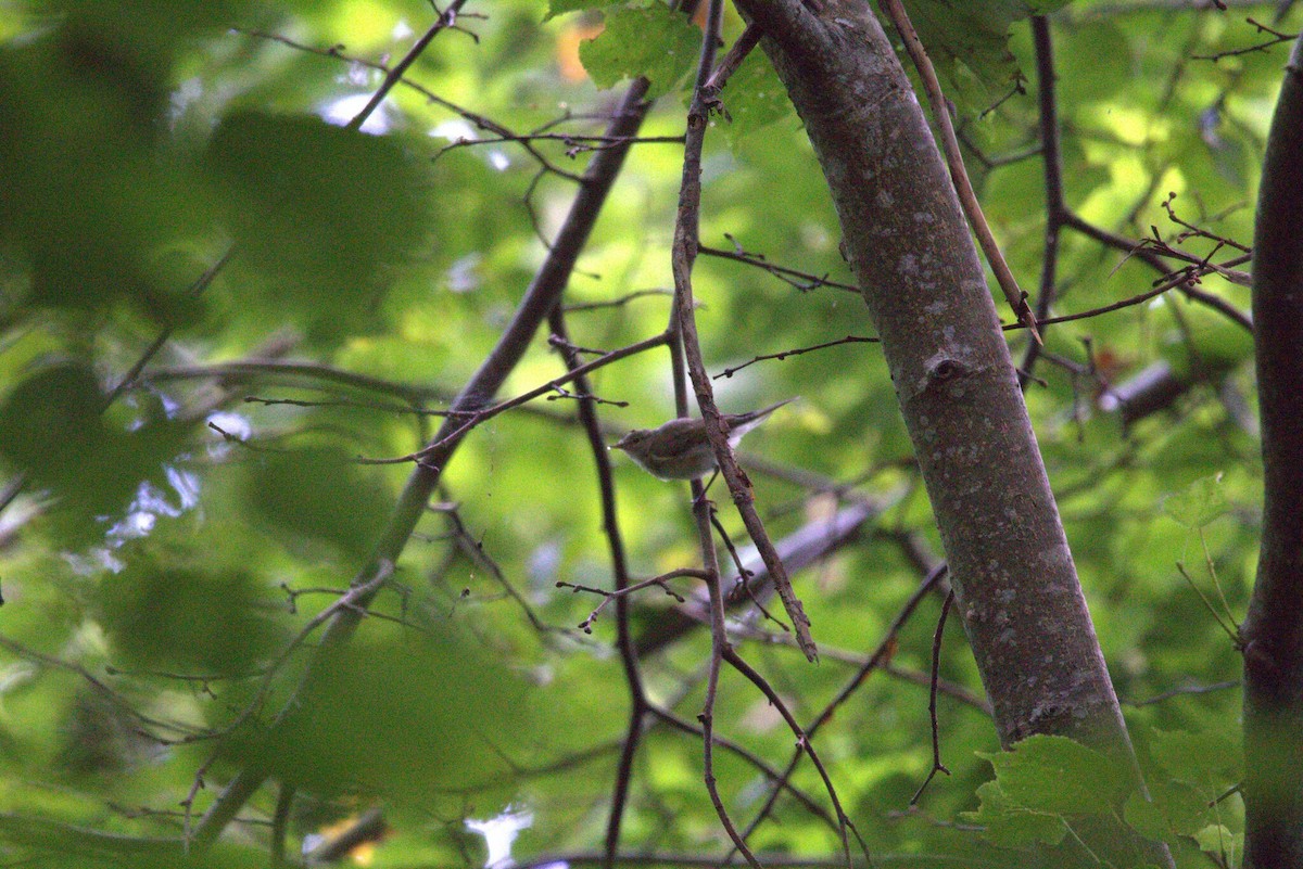 Common Chiffchaff - ML647229139