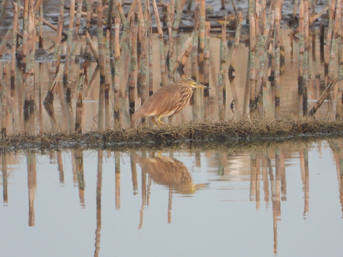 Indian Pond-Heron - ML647229143