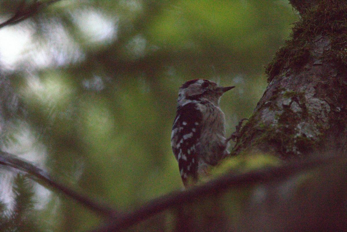 Lesser Spotted Woodpecker - ML647229145