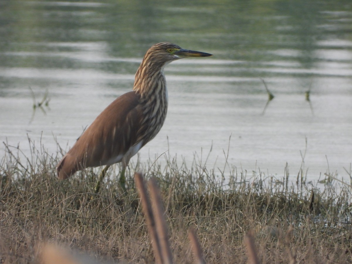 Indian Pond-Heron - ML647229146