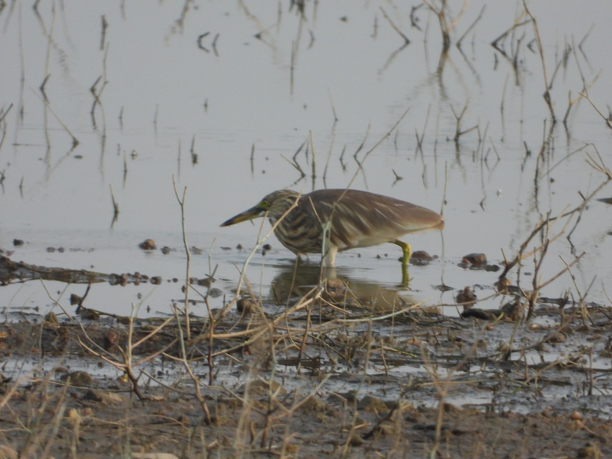 Indian Pond-Heron - ML647229147