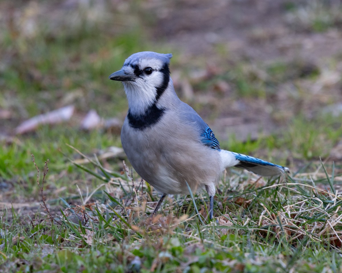 Сизойка блакитна - ML647229167