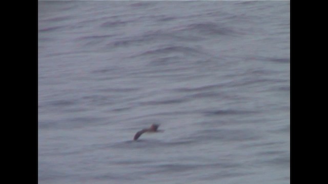 Клинохвостый буревестник - ML647229192