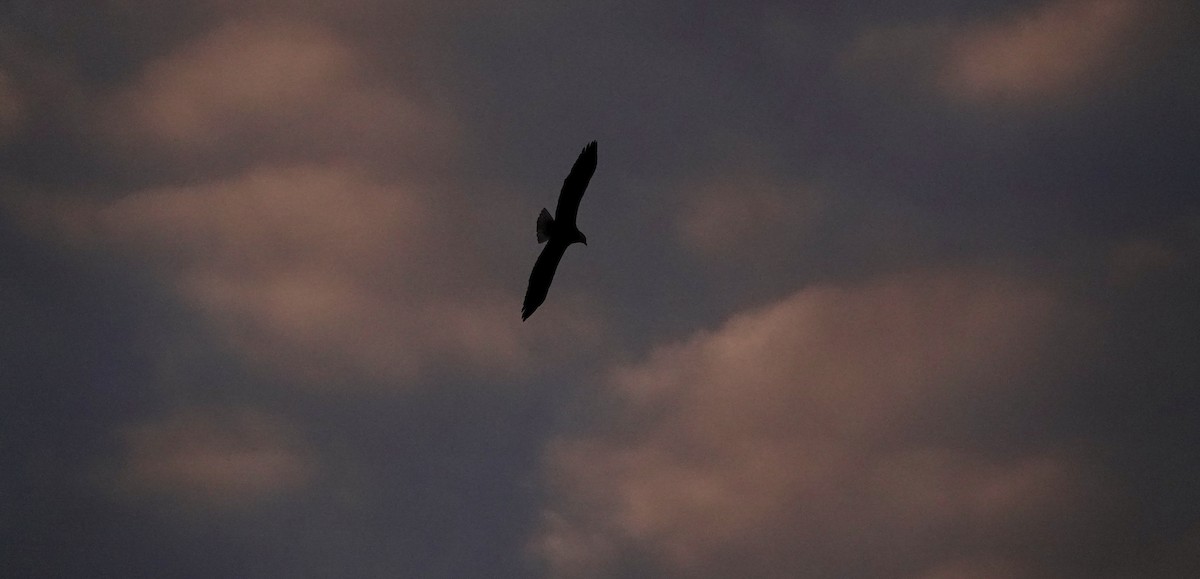 Bald Eagle - ML647229194