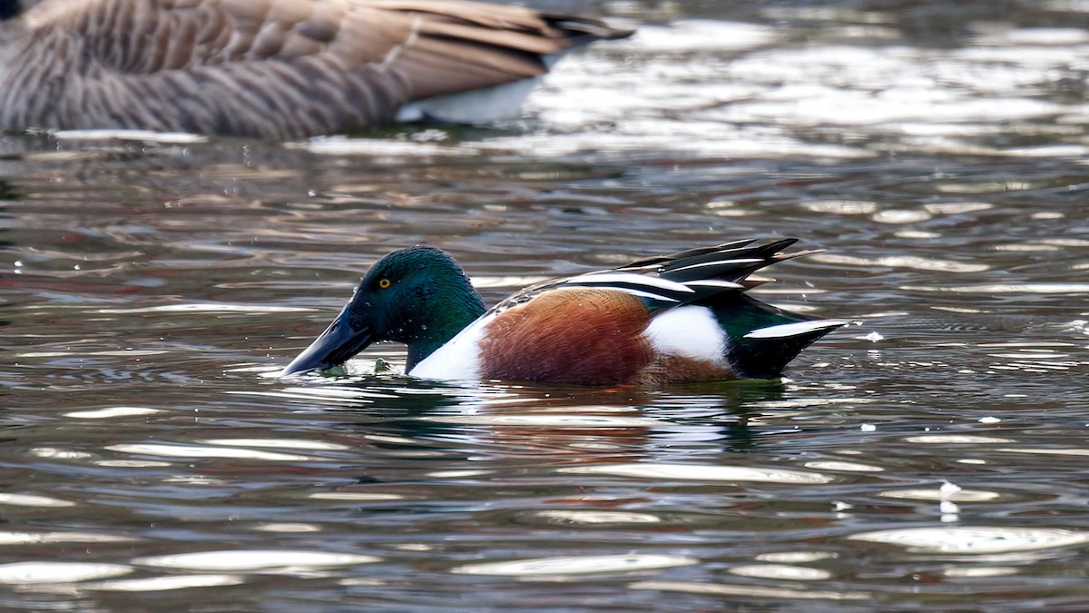 lžičák pestrý - ML647229200