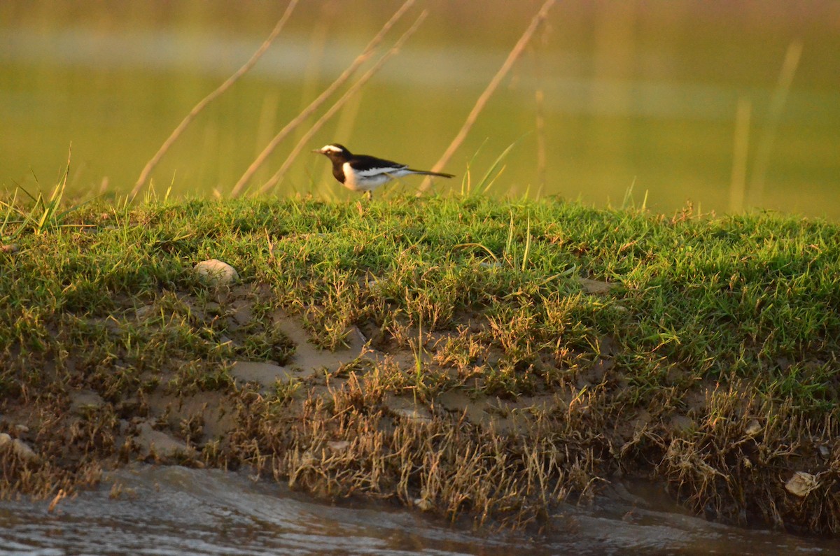 konipas indický - ML647229203