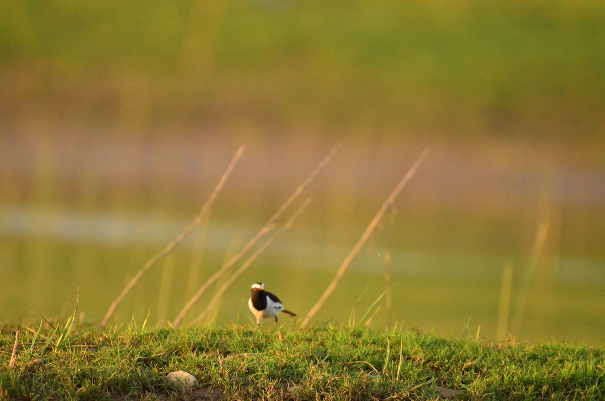 konipas indický - ML647229208