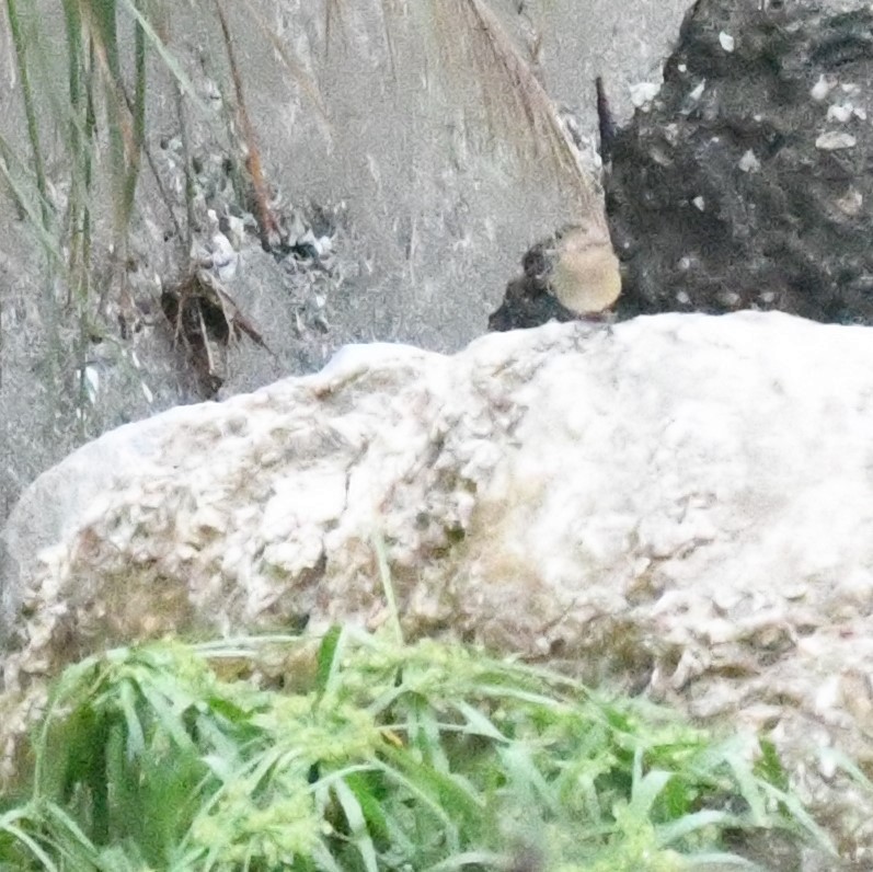 Daurian Redstart - ML647229212