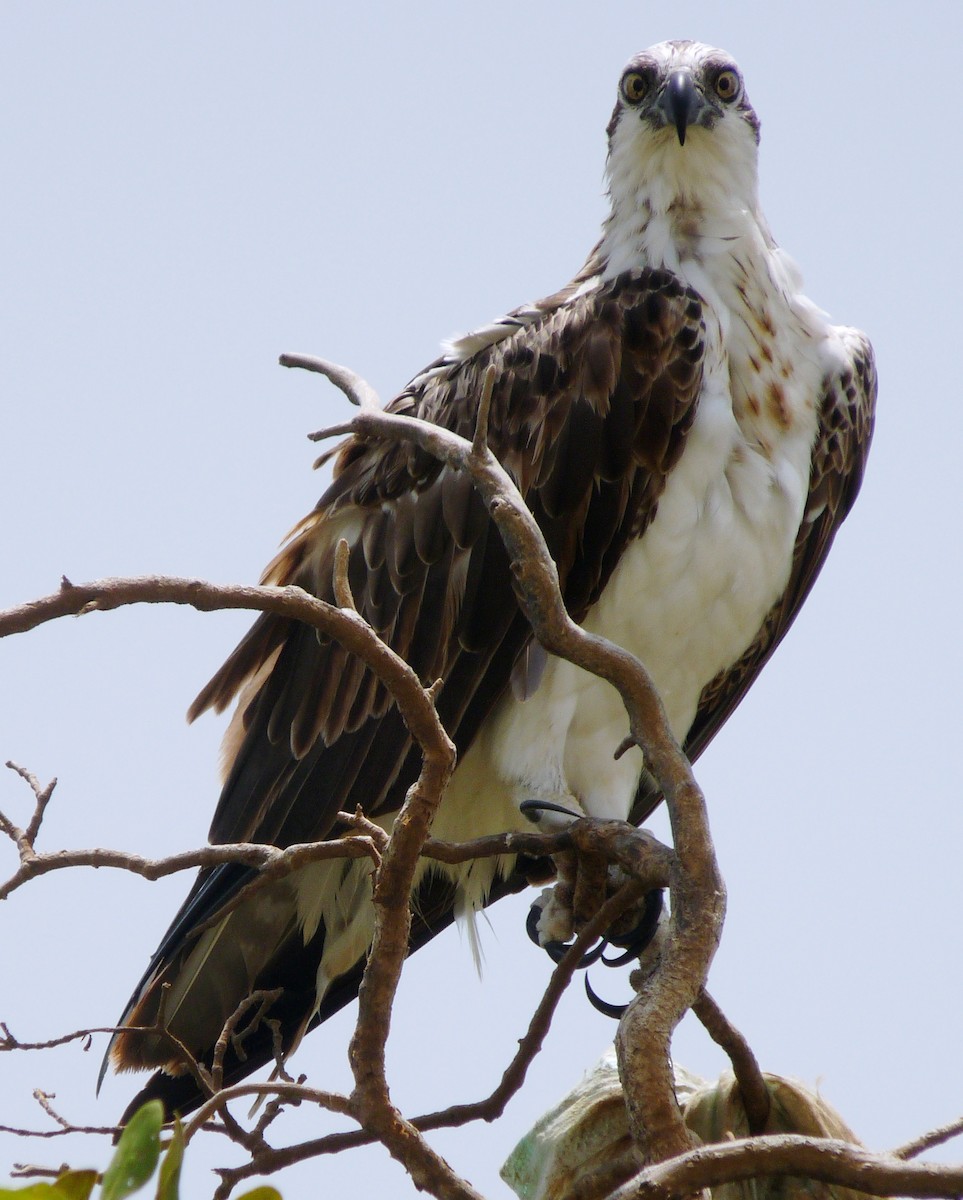 Falco pescatore - ML647229213