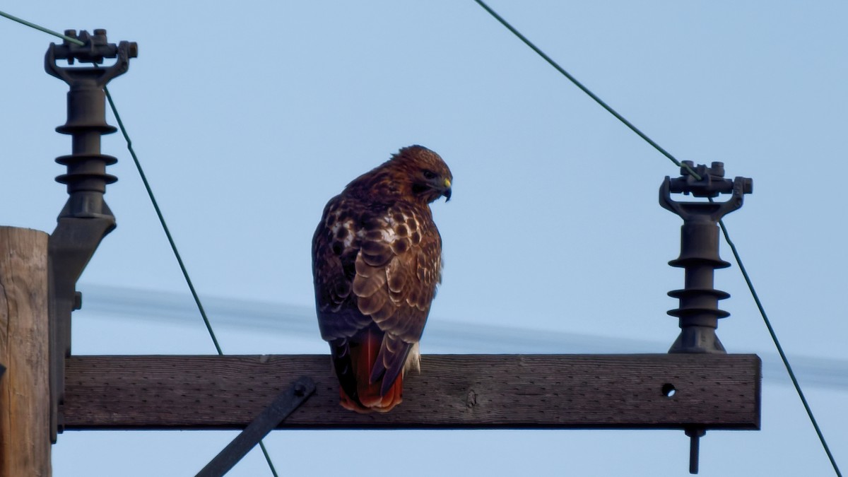 káně rudochvostá - ML647229218