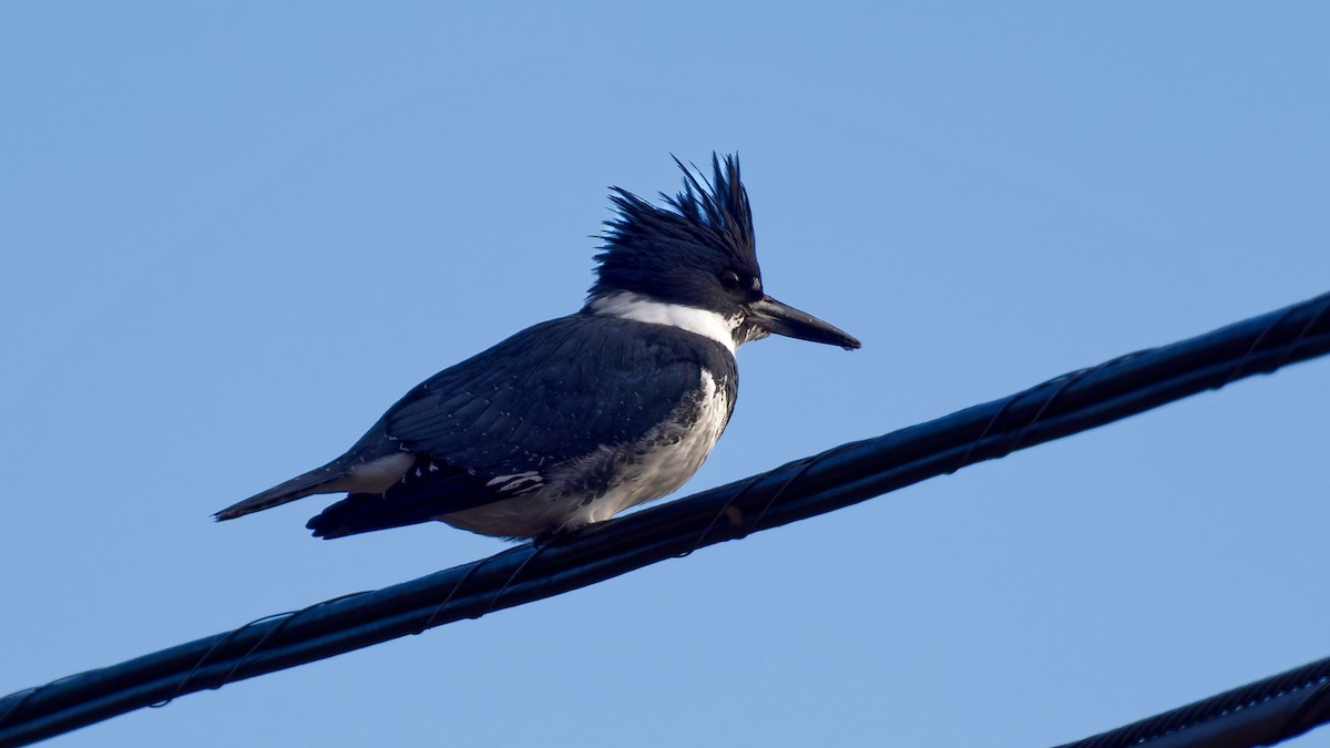 rybařík pruhoprsý - ML647229220