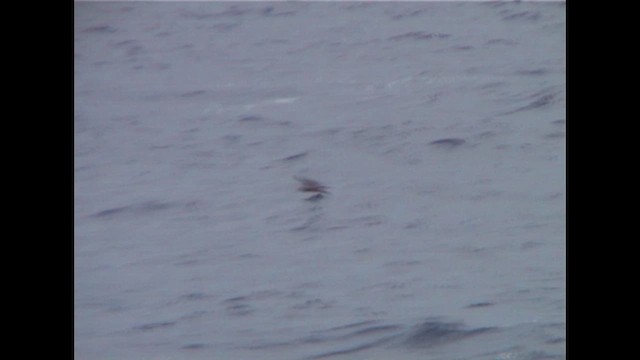 Клинохвостый буревестник - ML647229225