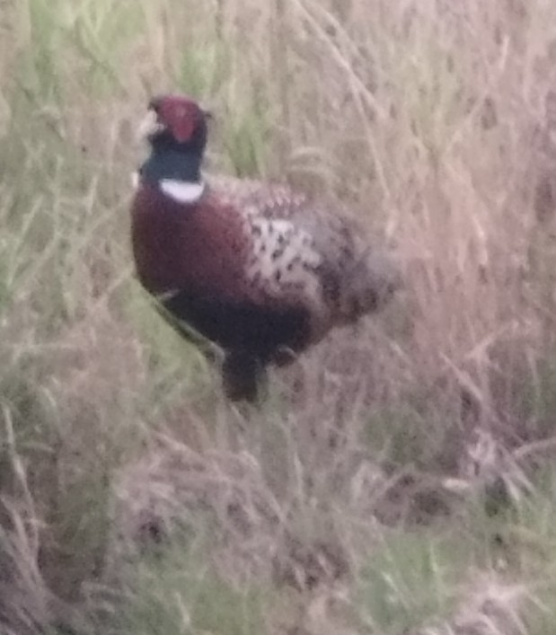 Ring-necked Pheasant - ML647229239