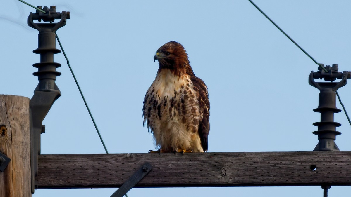 káně rudochvostá - ML647229243