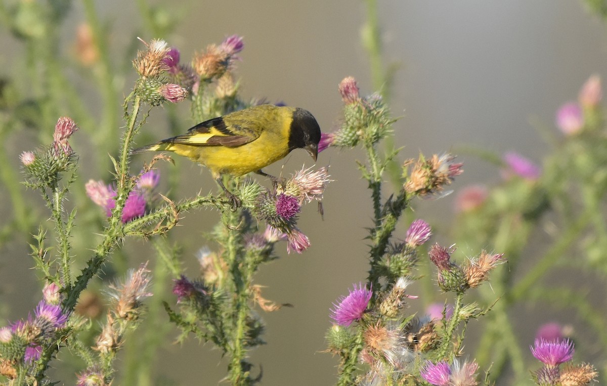 Hooded Siskin - ML647229244