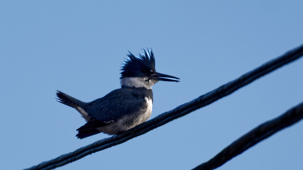 rybařík pruhoprsý - ML647229245