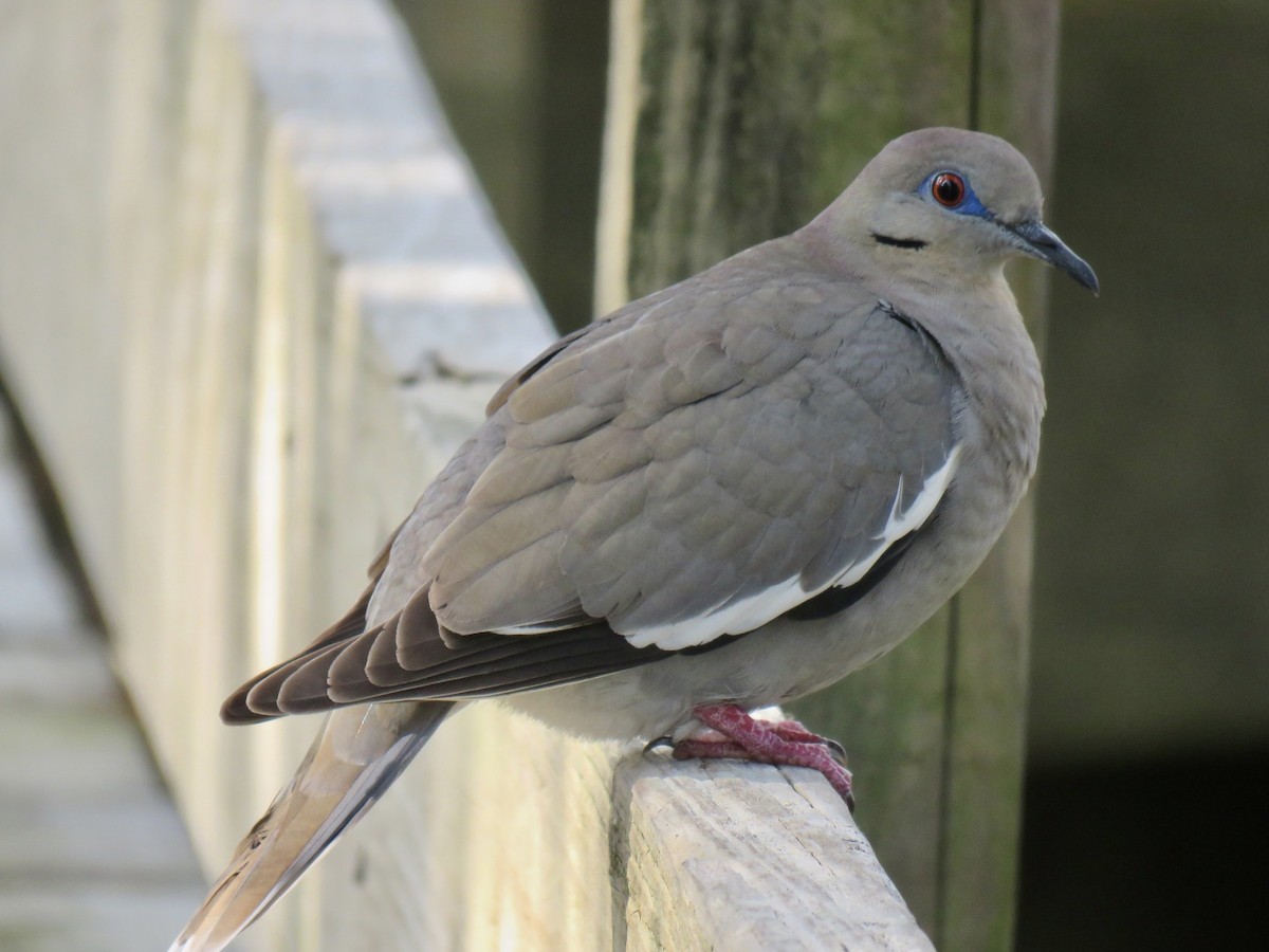 White-winged Dove - ML647229248
