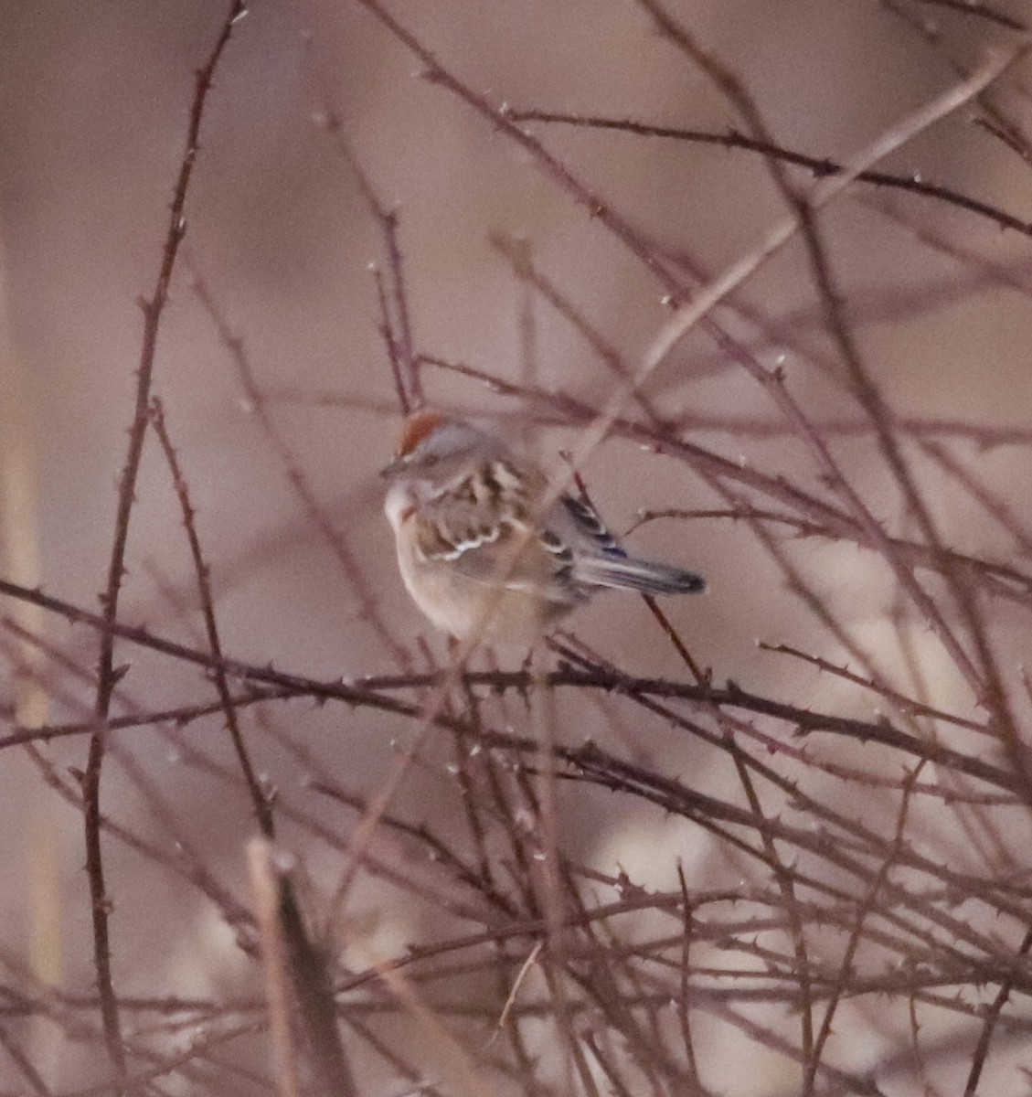 American Tree Sparrow - ML647229249