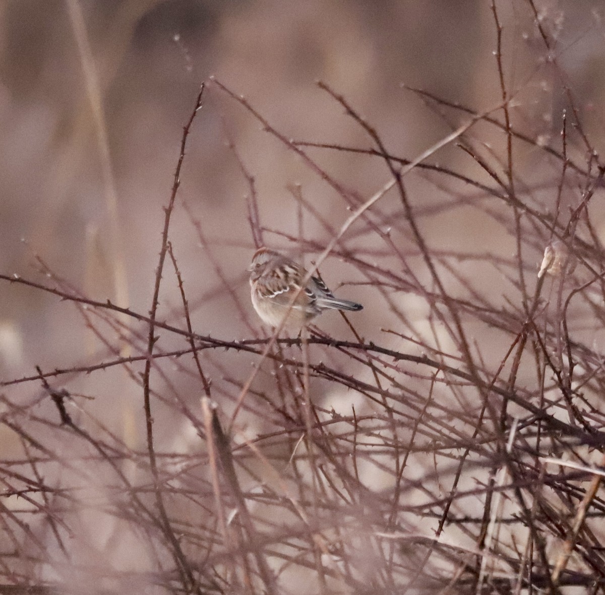 American Tree Sparrow - ML647229250