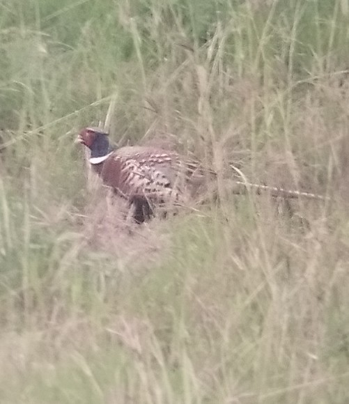 Ring-necked Pheasant - ML647229255