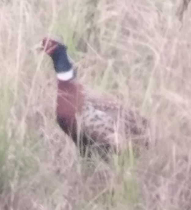 Ring-necked Pheasant - ML647229256