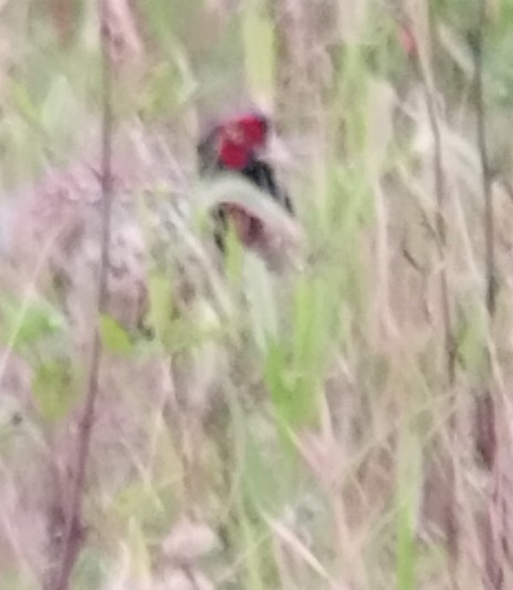 Ring-necked Pheasant - ML647229257