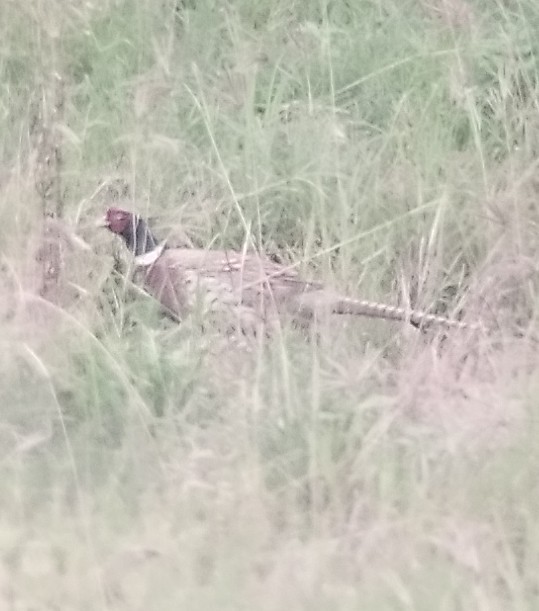 Ring-necked Pheasant - ML647229258