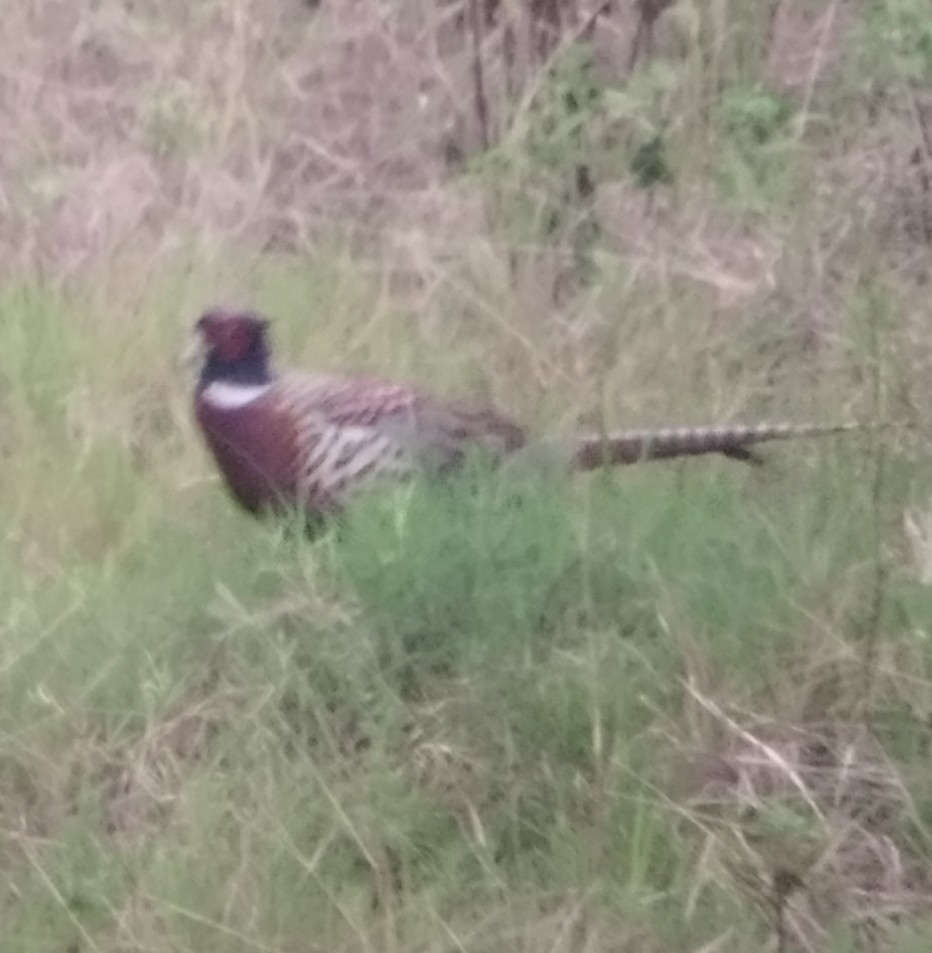 Ring-necked Pheasant - ML647229259