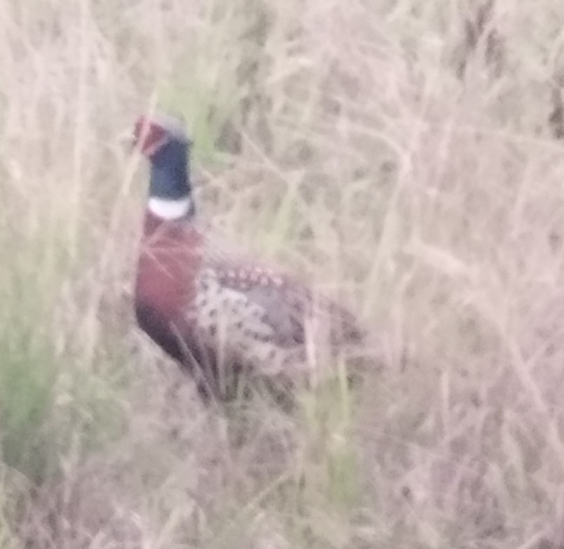 Ring-necked Pheasant - ML647229261