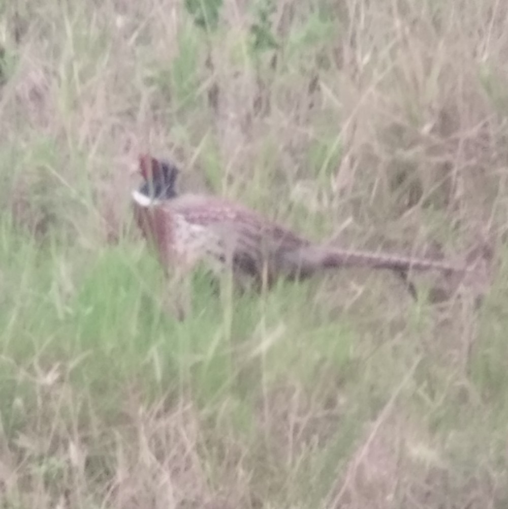 Ring-necked Pheasant - ML647229262