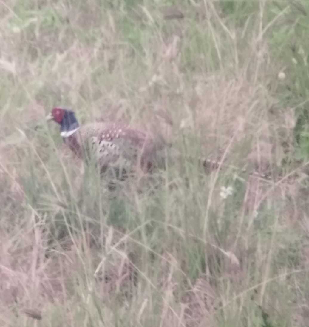 Ring-necked Pheasant - ML647229263