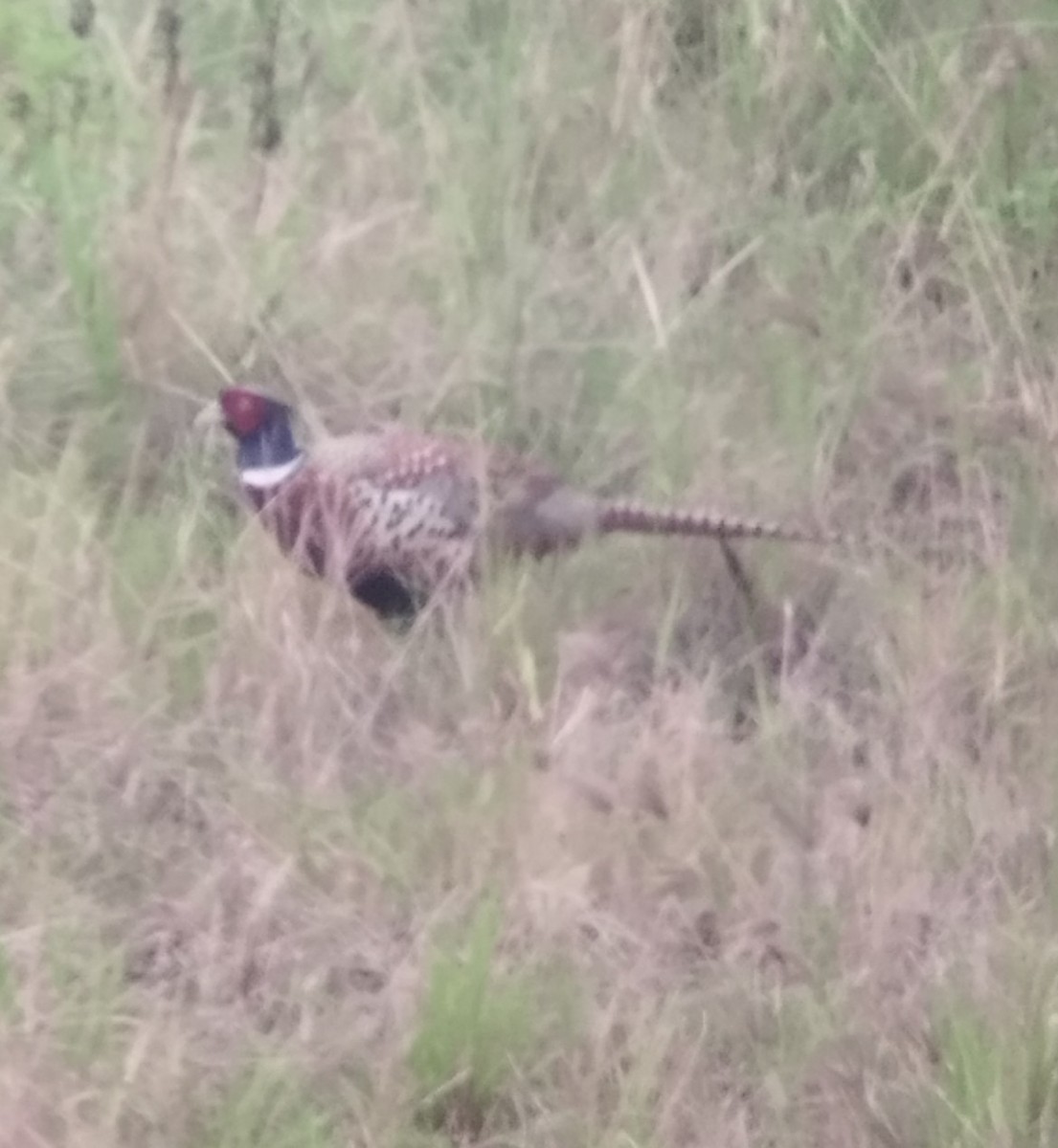 Ring-necked Pheasant - ML647229265